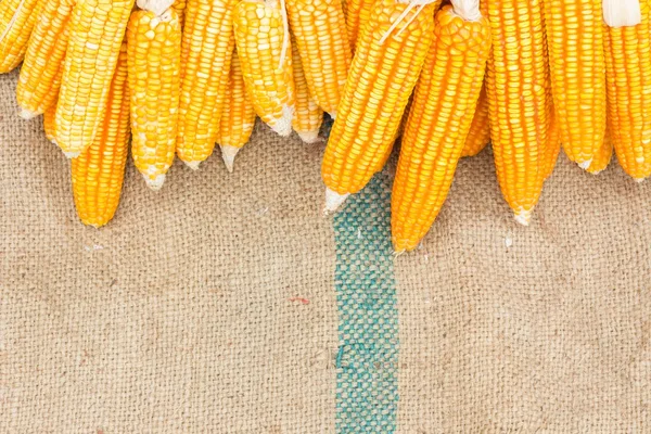 Ähren von reifem Mais auf dem Gunnysack — Stockfoto