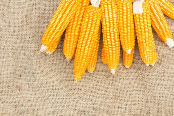 Ears of ripe corn on the gunnysack — Stock Photo, Image