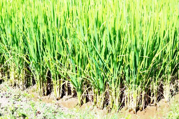 特写的水稻植株在稻田 — 图库照片