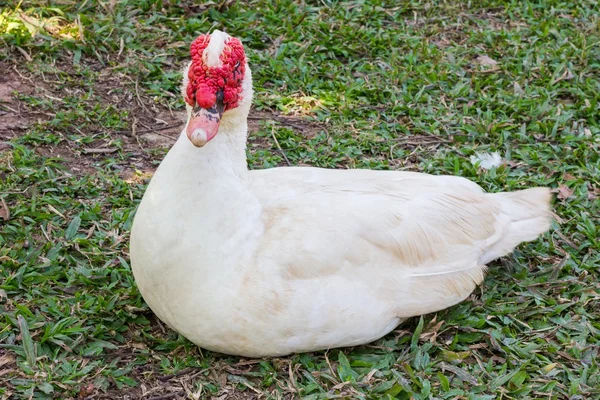 무스 코비 오리 (Cairina moschata)) — 스톡 사진