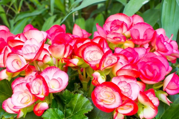 Begonia rosa de primer plano — Foto de Stock