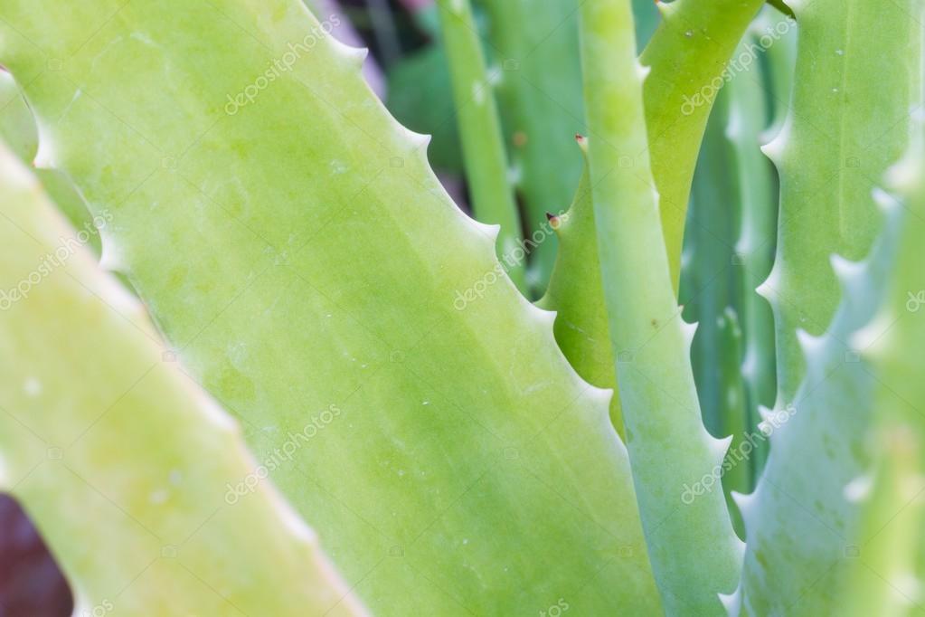 plante verte avec epines