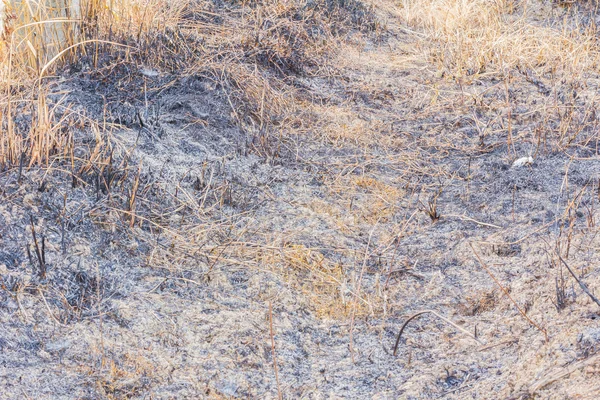 Asche von brennenden Reisfeldern — Stockfoto