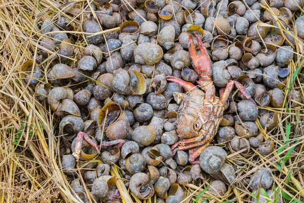 Dead crab on the shells in the rice field — Stock Photo, Image