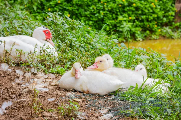 Young wild Cairina moschata sit on the ground by the pond — Stock Photo, Image