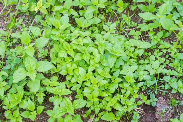 Mint roślin rosną w roślinny ogród z gleby — Zdjęcie stockowe