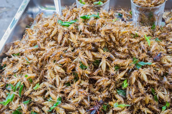 Pronto para comer grilos fritos vendidos no mercado tailandês . — Fotografia de Stock