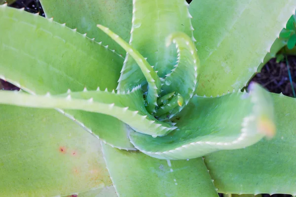 Aloe vera plant leaves from top view, focus on the middle of the — Stock Photo, Image