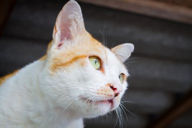 Evsiz beyaz turuncu kedi portre miosis gözleri olan. Seçici f