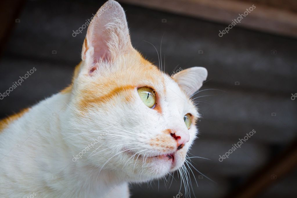 Portrait De Chat Blanc Orange Sans Abri Avec Des Yeux De Miosis Selectif F Photographie Ad C
