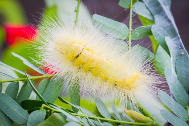 Parlak sarı tüylü caterpillar demirhindi üzerinde bırakır, yumuşak odak.