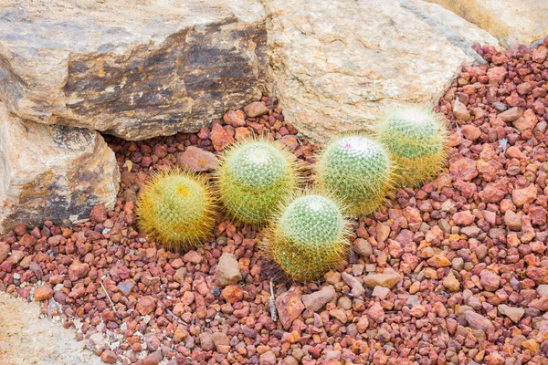 Кактус - Mammillaria sp. (Cactaceae ) — стоковое фото