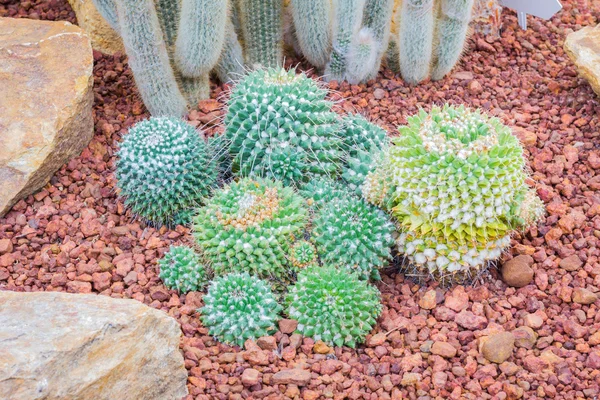 Кактус - Mammillaria nejapensis (Cactaceae ) — стоковое фото