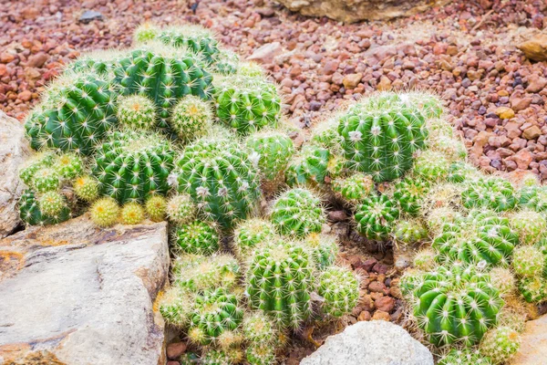 Кактус - Echinopsis calochlora (Cactaceae ) — стоковое фото