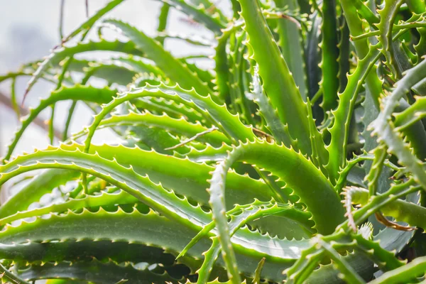 Close-up selvagem Aloe Vera planta no jardim, fundo da planta — Fotografia de Stock