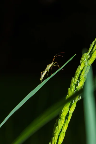 쌀 벌레는 밤 시간에 쌀 곡물에 등반 — 스톡 사진