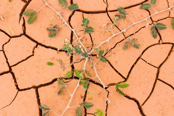 Closeup background of cracked dry soil with mimosa plant — Stock Photo, Image
