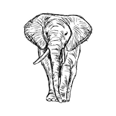 illüstrasyon vektör elle çizilmiş doodle Afrika fili izole 