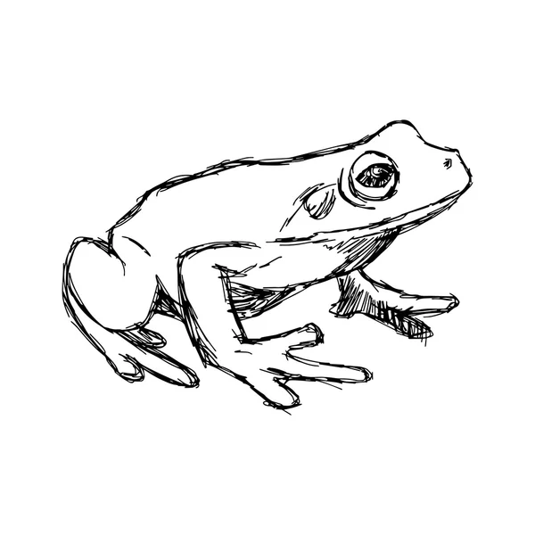 Illustration vector hand drawn doodle frog isolated on white — Stock Vector