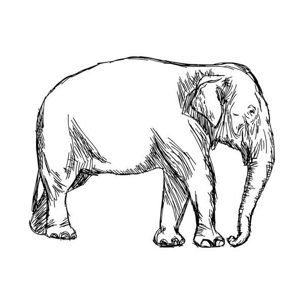 Illustration vektor hand dras doodle Asiatisk elefant isolerad på — Stock vektor