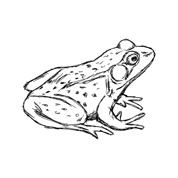Illustration Vektor Hand gezeichnet Doodle-Frosch isoliert auf weiß. — Stockvektor