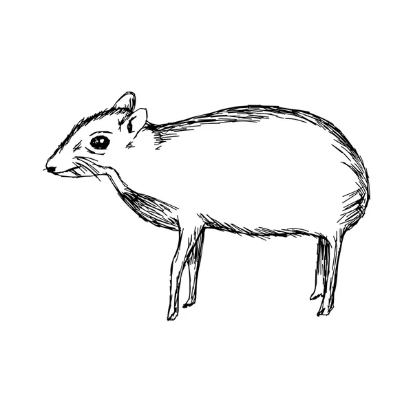 Illustration vectorielle dessinée à la main gribouiller le cerf de souris ou Chevrota — Image vectorielle