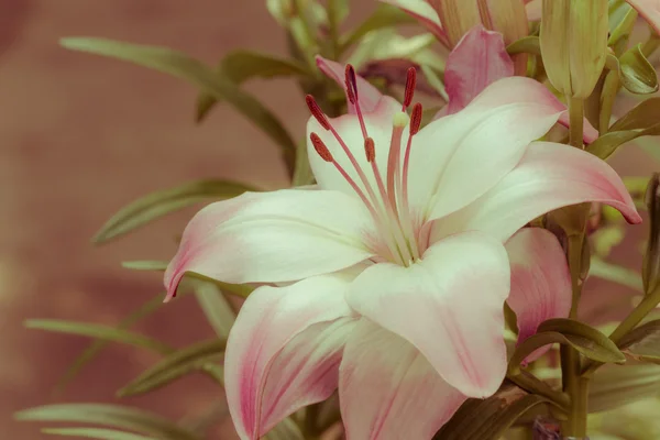 Nahaufnahme schöne rosa Lilie im Garten, Thailand, rechts kopiert — Stockfoto