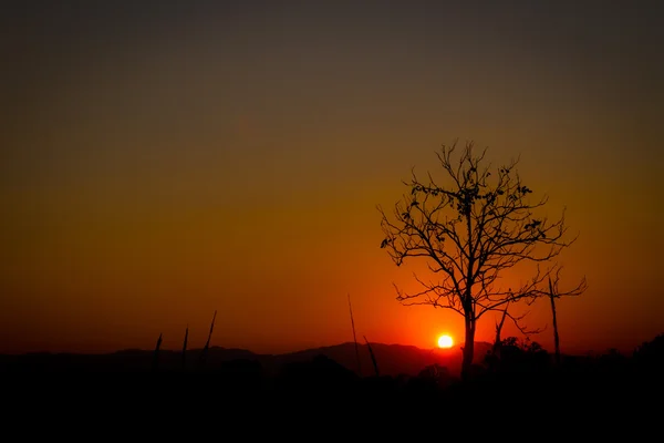 Silhouette arbre sans feuilles sur le soleil rouge au coucher du soleil, copyspace gauche — Photo