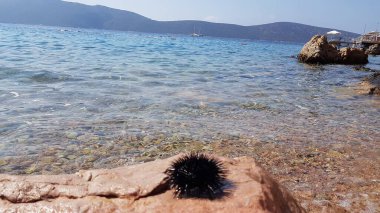 Sea Urchin on background sea and mountains