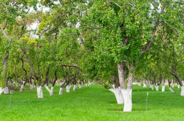 Elma bahçesinin manzarası. Yazın sonunda ya da sonbaharın başında bahçede olgun meyveli elma ağaçları. Seçici odaklanma, yatay yönelim.