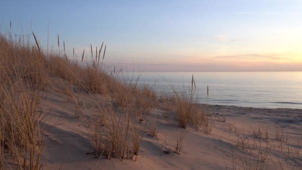 Beach grass at sunset on the lake shore — Stock Video