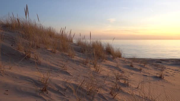 Strandgras bei Sonnenuntergang am Seeufer — Stockvideo