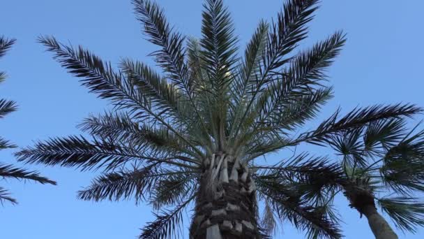 Palmen gegen blauen Himmel — Stockvideo