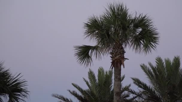 Пальмы против вечернего неба — стоковое видео