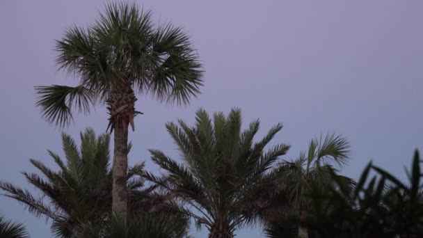 Palmbomen tegen avondlucht — Stockvideo