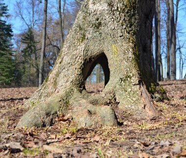 Yaşlı bir ağaç ile içi boş ile ayak  