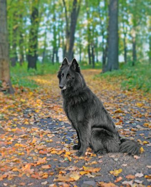 Groendael cinsinin kara köpeği ormanda ya da parkta sarı ve turuncu sonbahar yapraklarıyla kaplı patikada oturur.