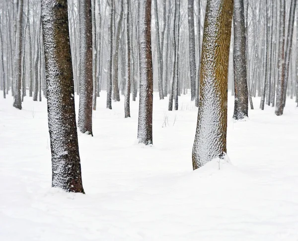 Winter Forest Park Blizzard Snow Flakes Stuck Tree Trunks Left — Stock Photo, Image