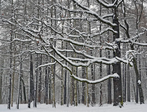 Snowfall Forest Park — Stock Photo, Image