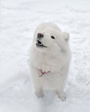 Kışın karda havlayan güzel köpeğin portresi. Bu eski bir yerli köpek cinsi. Bu türün hayvanları iyi karakterleri nedeniyle harika birer yoldaşdırlar. Koşumlarla yürüyebilirler..