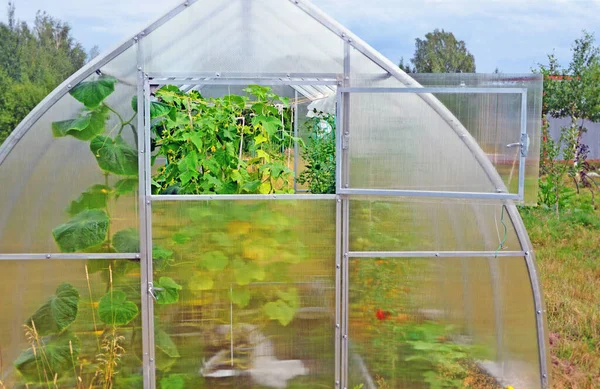 Açık Pencereli Bir Sera Parçası Manzara Örgü Bitkiler Salatalıklar Domatesler Stok Fotoğraf