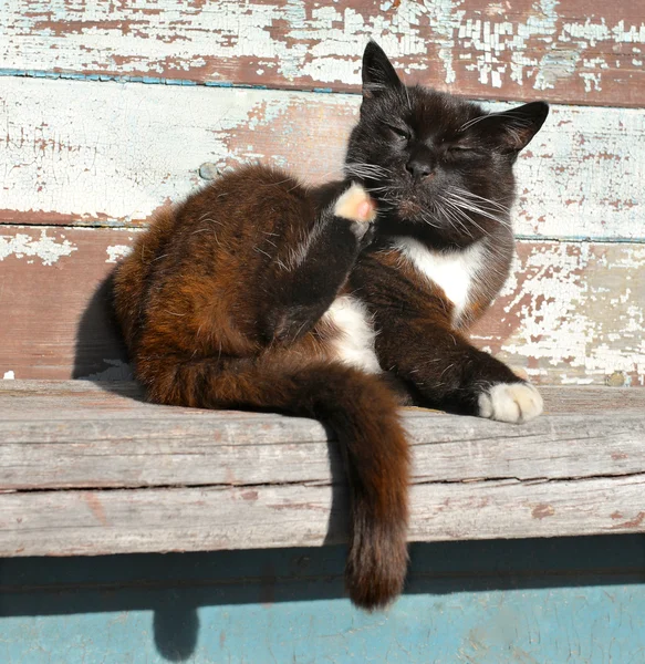 sleepy cat scratching his head of back paw