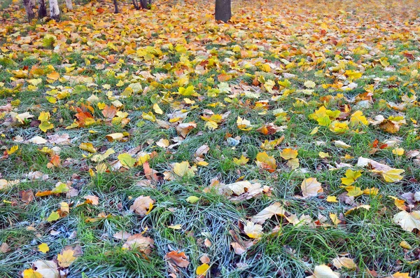 Fondo abstracto. Primeras heladas leves otoño . — Foto de Stock