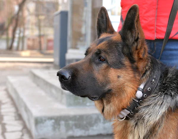 Kopf eines Hundes deutscher Schäferhund — Stockfoto