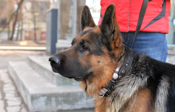 Tête et épaule d'un chien berger allemand — Photo