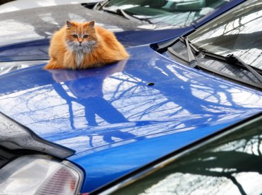 Araba davasında kırmızı kedi