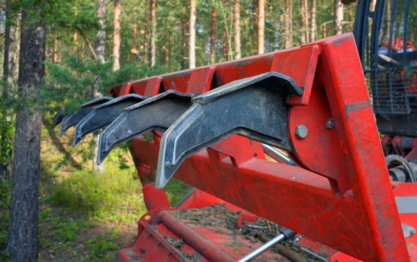 Frammento di un boccaglio di una pacciamatura di foresta. Dentiere . — Foto Stock