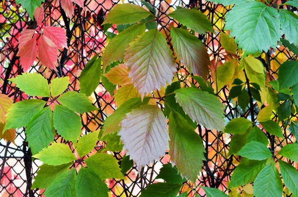 Streszczenie tło. Kolorowe liście dzikich winogron jesienią. — Zdjęcie stockowe