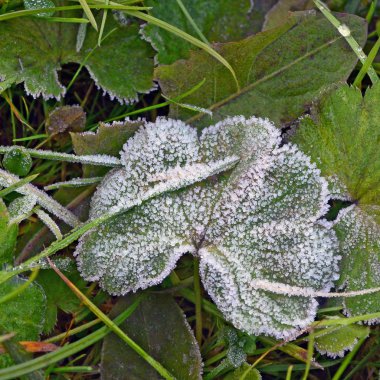 Hoarfrost sonra sabah frosts çimenlerin üzerinde