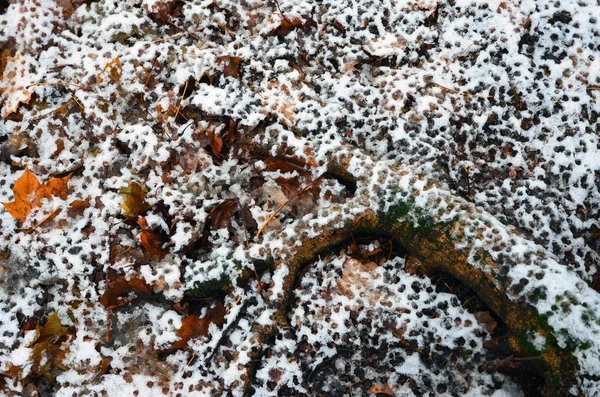 Abstract background. Sleet on a root of tree and dry leaves. — Stock Photo, Image